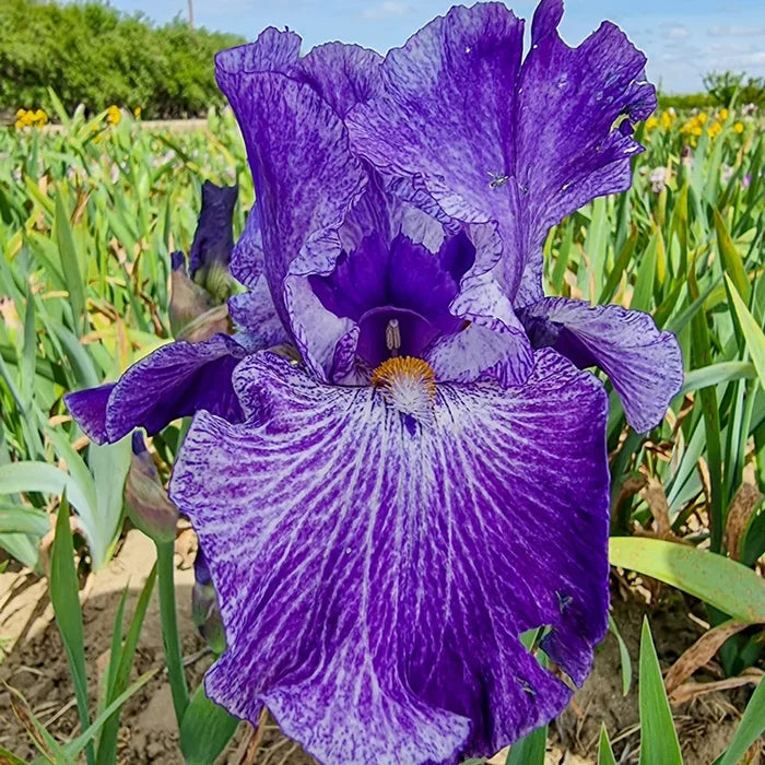 My Generation Bearded Iris