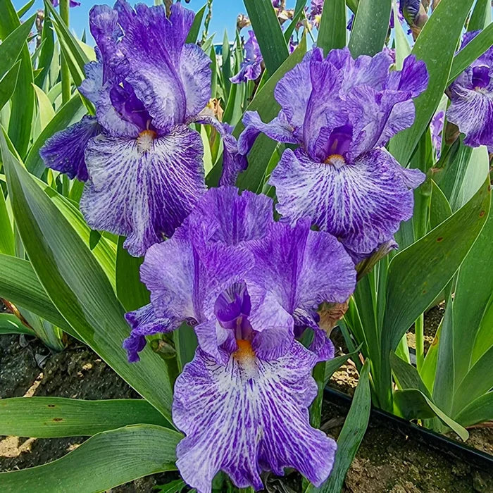 My Generation Bearded Iris
