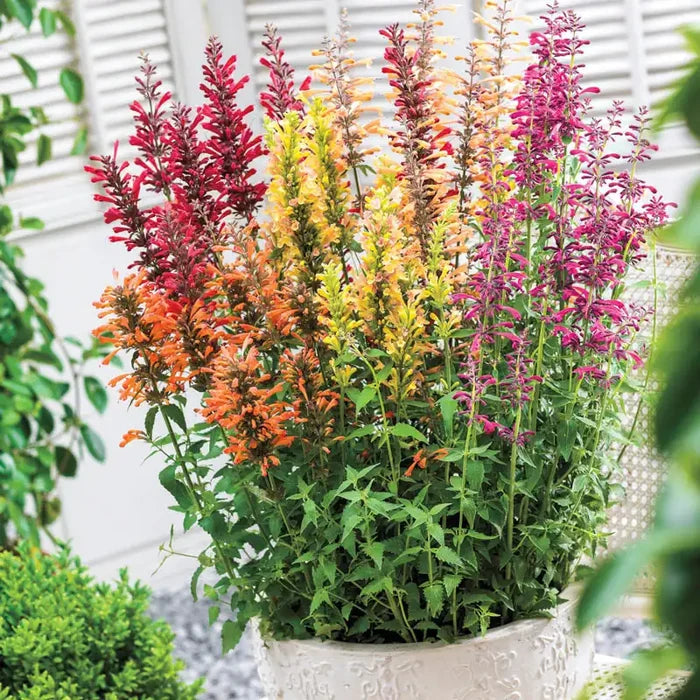 Nectar Hummingbird Mint Mixture