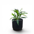 Newport Planter S 29.5x28 Black With Dracaena Bush Variegated 50cm