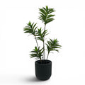Newport Planter S 29.5x28 Black With Dracaena Reflexa 120cm
