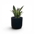 Newport Planter S 29.5x28 Black With Sansevieria 47cm