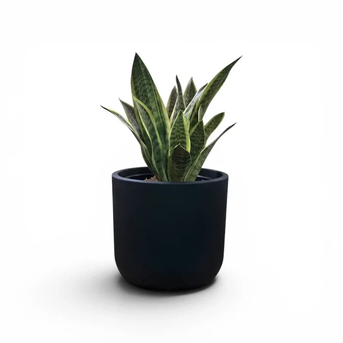 Newport Planter S 29.5x28 Black With Sansevieria 47cm