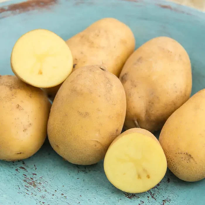 Nicola Potato