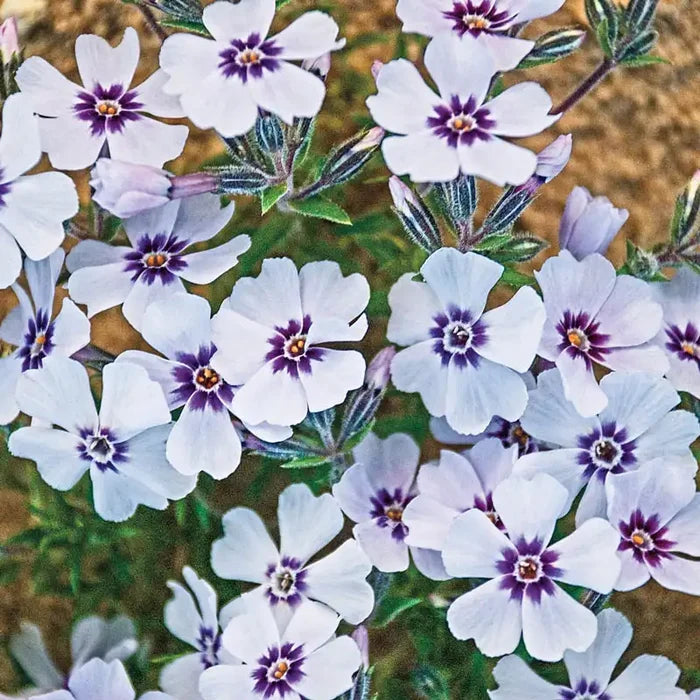 North Hills Creeping Phlox Plant