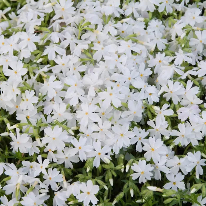 North Hills Creeping Phlox Plant