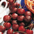 North Star Pie Cherry Bush
