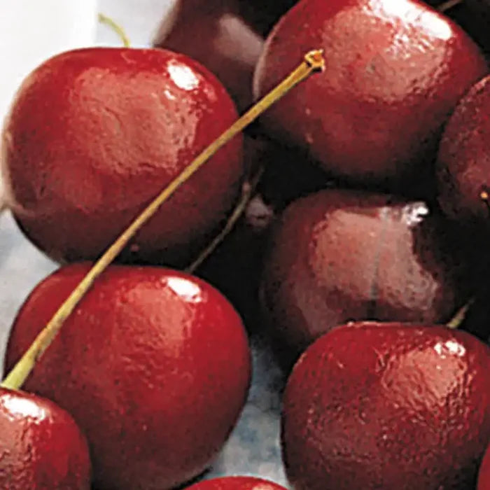 North Star Pie Cherry Bush