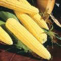 Northern Yellow Xtra-Sweet Hybrid Sweet Corn Seed (sh2)