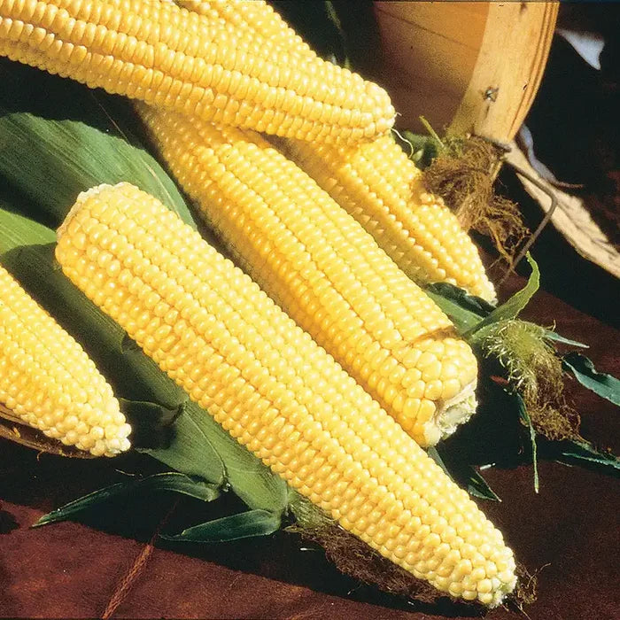 Northern Yellow Xtra-Sweet Hybrid Sweet Corn Seed (sh2)