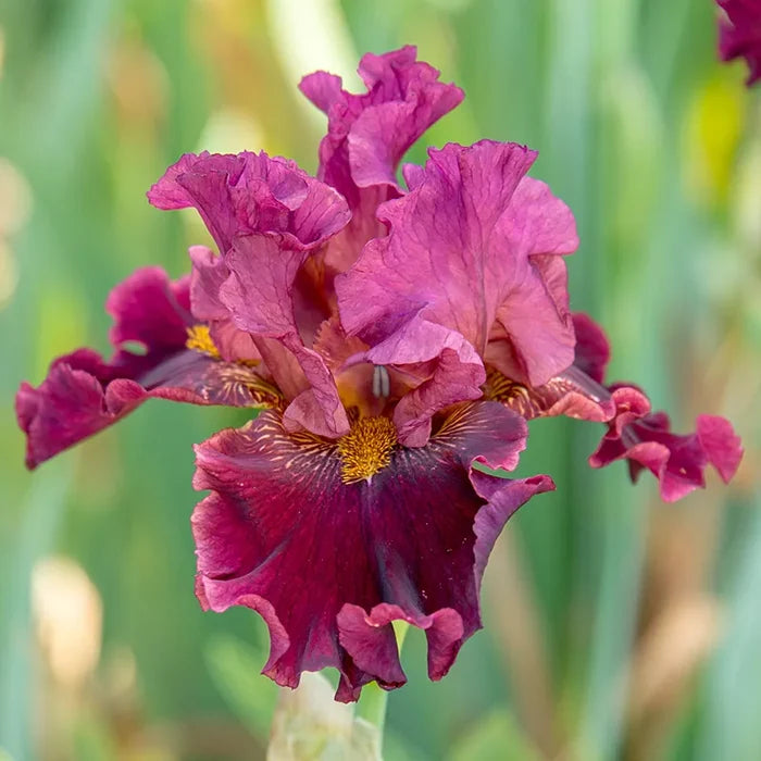Obsessed Bearded Iris