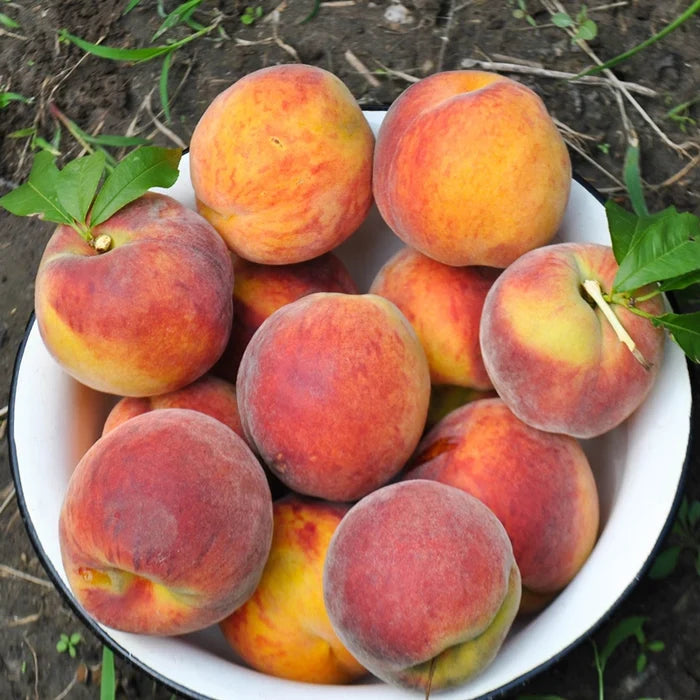 O’Henry Peach
