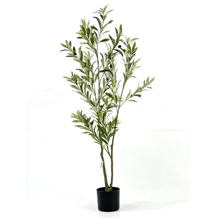 Olive tree - 120cm