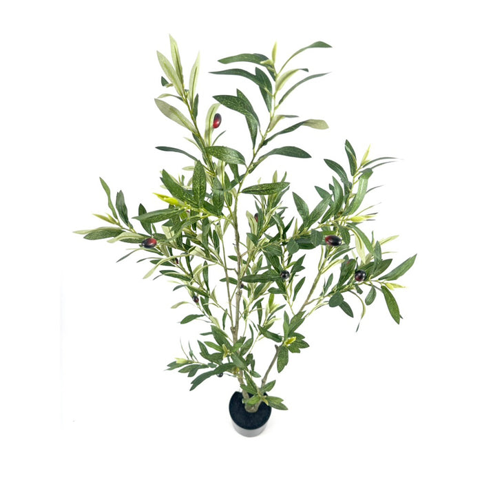 Olive tree - 120cm