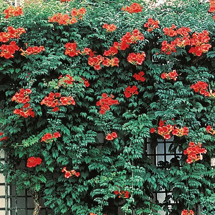 Orange Trumpet Vine Plant