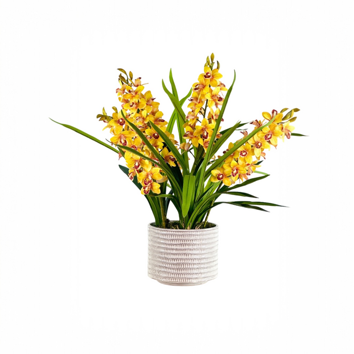 Orchid Cymbidium Yellow in Beige Ceramic