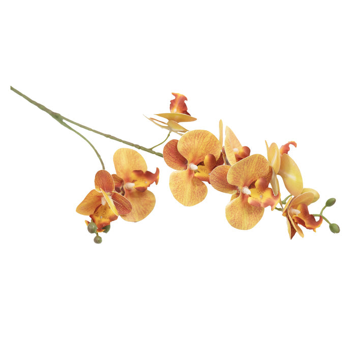 Orchid Phalaenopsis Orange Stem - 70cm