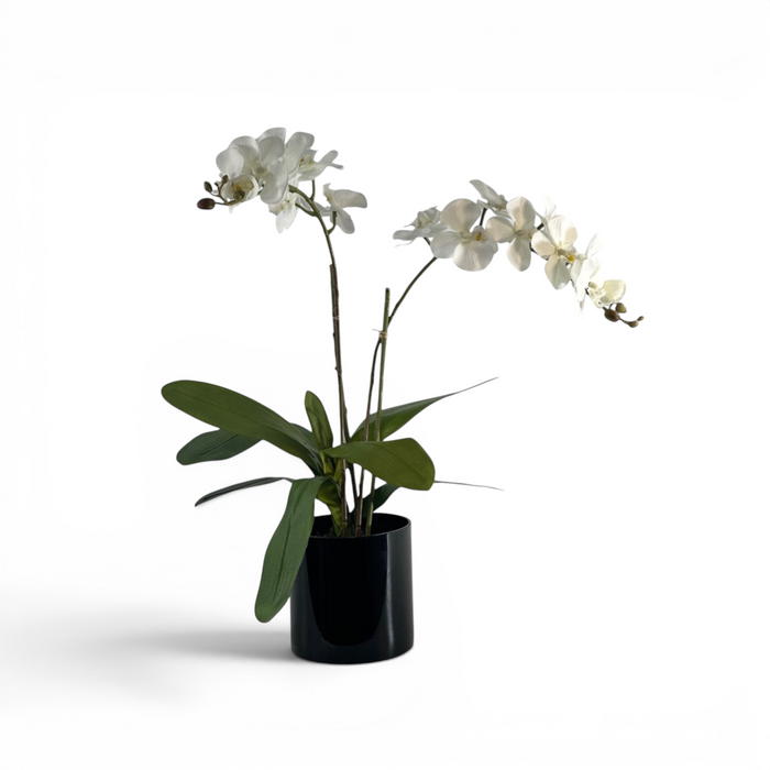 White faux orchid plant in a black pot on a white background