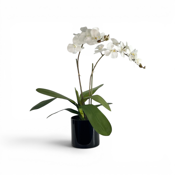 White fake Phalaenopsis orchid in a black pot on a white background