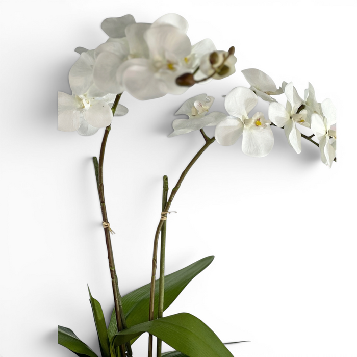 Closu-up of Faux White orchids on a white background