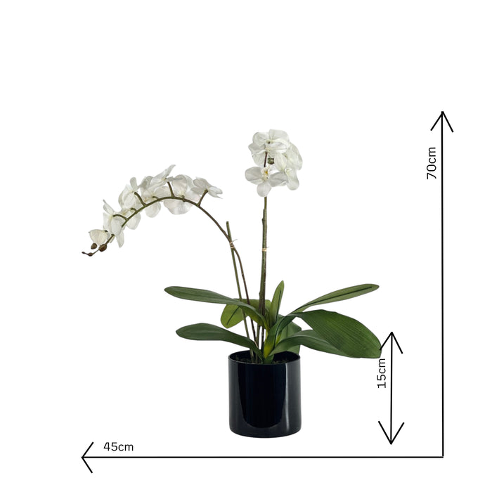 Phalaenopsis arrangement in black cylinder vase on white background