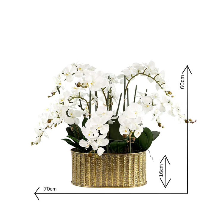 White orchid plant in a gold pot with dimensions indicated on a white background