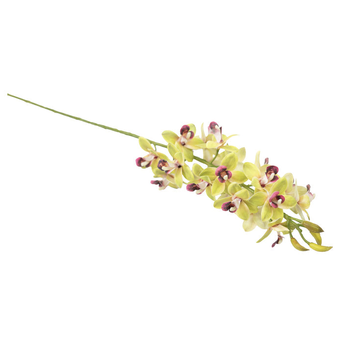 Orchid Vanda - Green