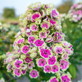 Orchid Yellow Tall Phlox