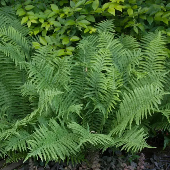 Ostrich Fern Plant