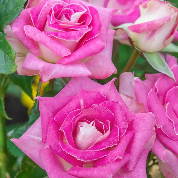 Our Choice Jumbo Hybrid Tea Rose