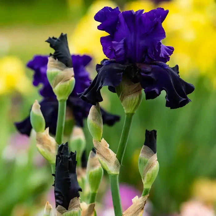 Ozark Rebounder Reblooming German Iris