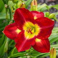 Passion for Red Daylily