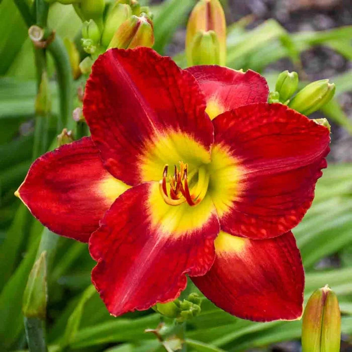 Passion for Red Daylily