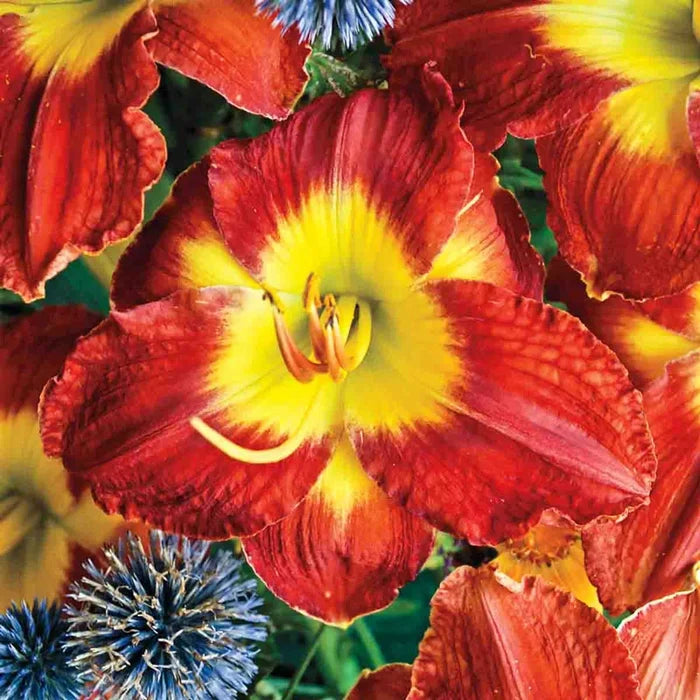 Passion for Red Daylily
