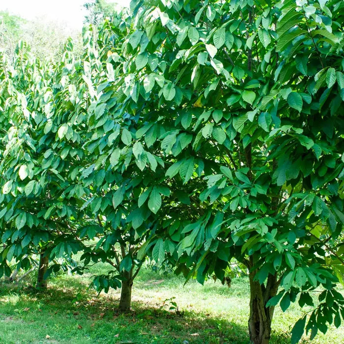 Pawpaw Tree