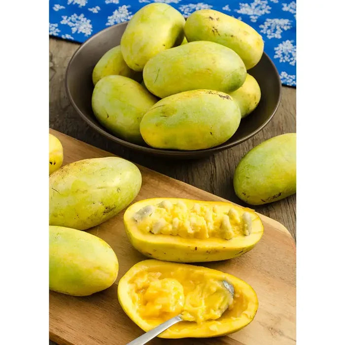 Pawpaw Tree