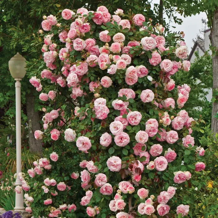 Pearly Gates™ Climbing Rose