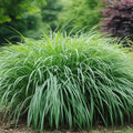 Pennsylvania Sedge