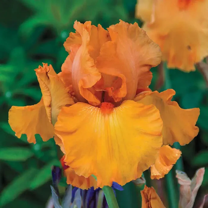 Penny Lane Reblooming Bearded Iris