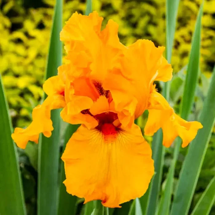 Penny Lane Reblooming Bearded Iris