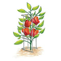 Pepper and Eggplant Support - Plant Trellis