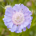 Perfecta Blue Scabiosa