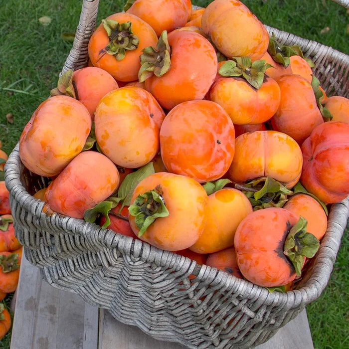 Persimmon Fuyu Imoto