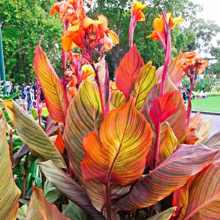 Phasion Variegated Canna