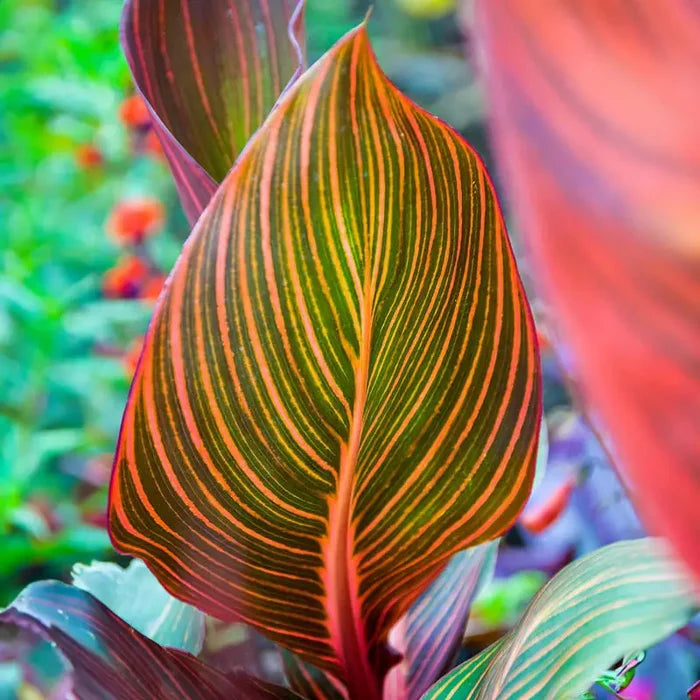 Phasion Variegated Canna