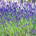 Phenomenal™ Lavender
