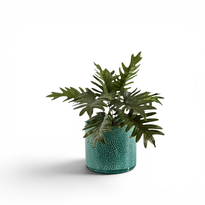 Philodendron Bush in Ceramic Aliwal