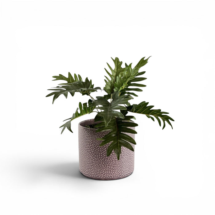 Philodendron Bush in Ceramic Cornelia