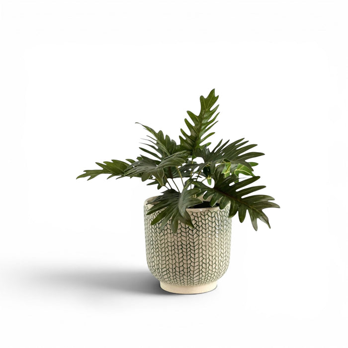 Philodendron Bush in Ceramic Creeping Ivy