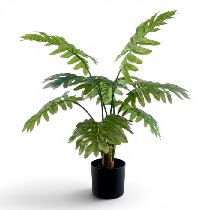 Philodendron R/T- 90cm